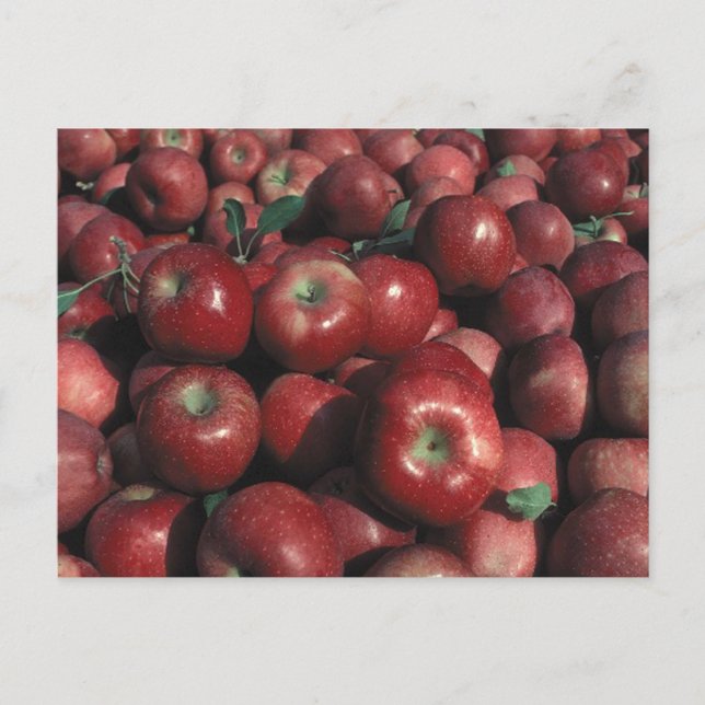 Cartão Postal Red Deliciosa Apple Crop (Frente)