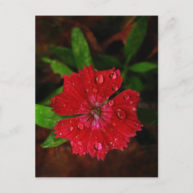 Cartão Postal Red Dianthus com Raindrots (Frente)
