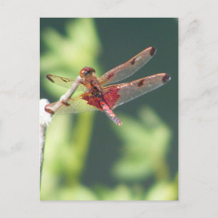 Cartão Postal Red Dragonfly
