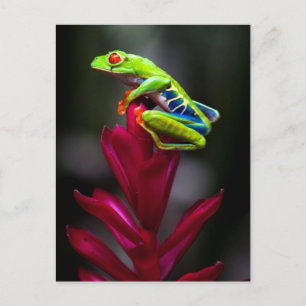Cartão Postal Red-eyed Tree Frog