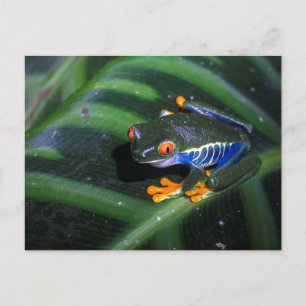 Cartão Postal Red Eyes Frog On Leaf