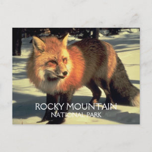 Cartão Postal Red Fox em Snow, Rocky Mountain NP
