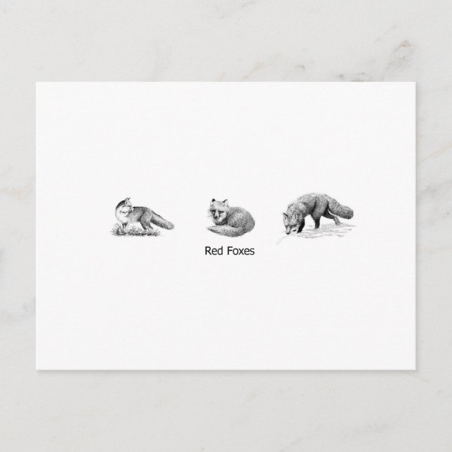 Cartão Postal Red Fox Line Art (título) (Frente)