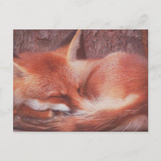 Cartão Postal Red Fox POSTCARD