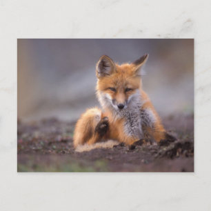 Cartão Postal red fox, Vulpes vulpes, pup scratching itself,