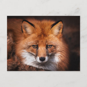 Cartão Postal Red Fox Wild Woodland Animal