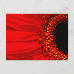 Cartão Postal Red Gerber Daisy
