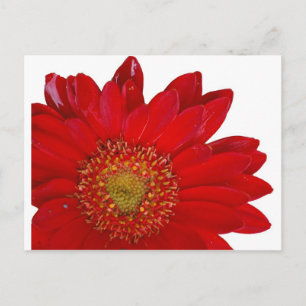 Cartão Postal Red Gerbera Daisy