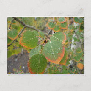 Cartão Postal red green aspen leaf