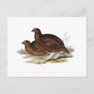 Cartão Postal Red Grouse