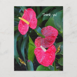 Cartão Postal Red Heart Anthurium Plant