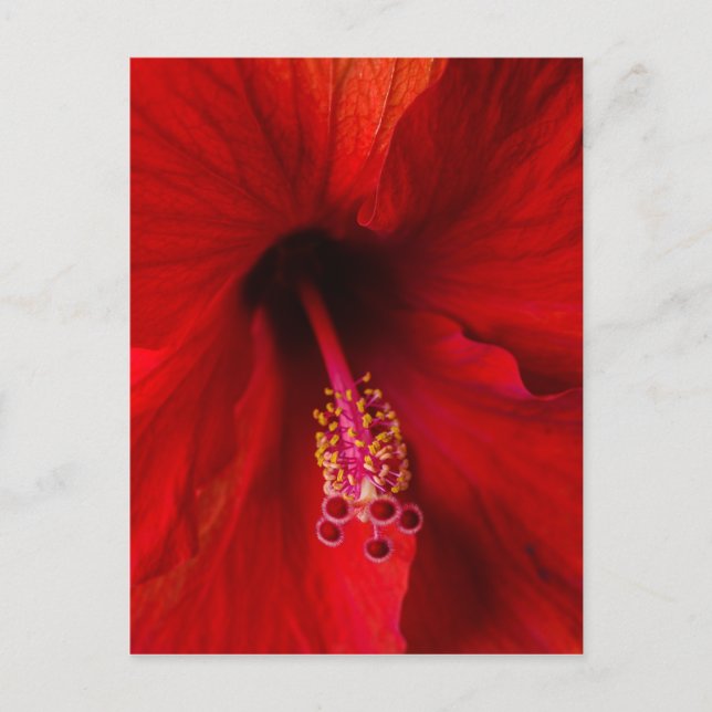Cartão Postal Red Hibiscus (Frente)