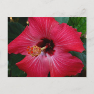 Cartão Postal Red Hibiscus
