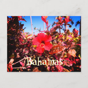 Cartão Postal Red Hibiscus Bahamas