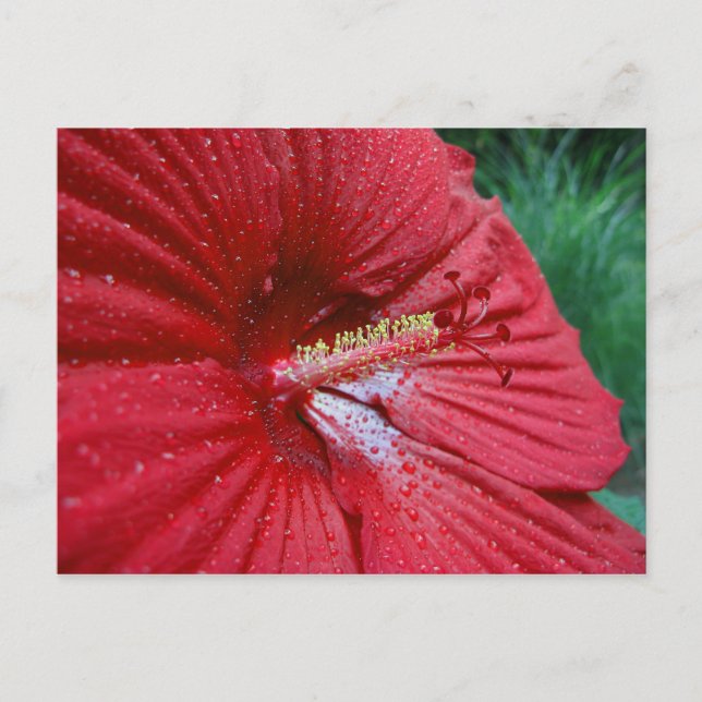 Cartão Postal Red Hibiscus com Gotas de Chuva (Frente)
