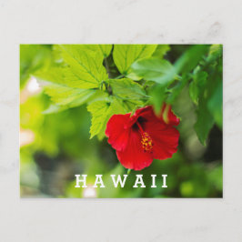Cartão Postal Red Hibiscus Hawaii Flor Tropical