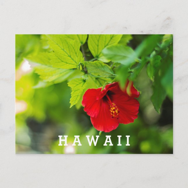 Cartão Postal Red Hibiscus Hawaii Flor Tropical (Frente)