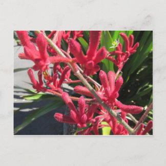 Cartão Postal Red Kangaroo Paw