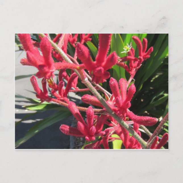Cartão Postal Red Kangaroo Paw (Frente)