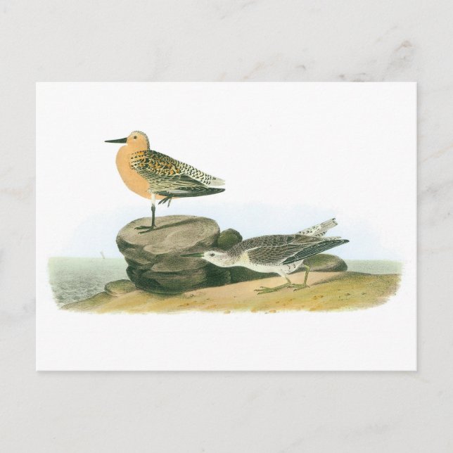 Cartão Postal Red Knot by Audubon (Frente)