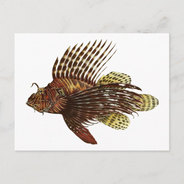 Cartão Postal Red Lionfish Vintage Impressão (Frente)