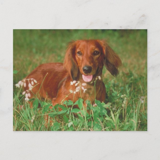 Cartão Postal Red Long Haired Dachshund (Frente)