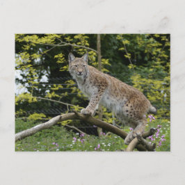 Cartão Postal Red Lynx Em Uma Ramificação De Árvore