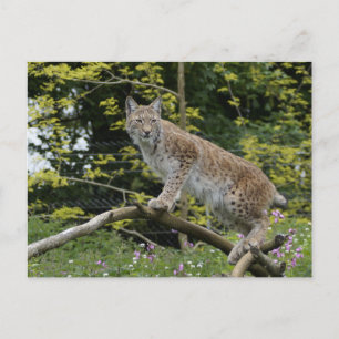 Cartão Postal Red Lynx Em Uma Ramificação De Árvore