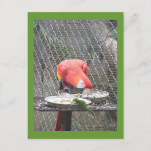 Cartão Postal Red Macaw com lagartixa