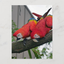 Cartão Postal Red Macaws 2.JPG