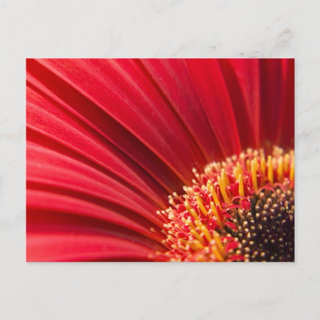 Cartão Postal Red Macro Gerbera Daisy Flower (Frente)