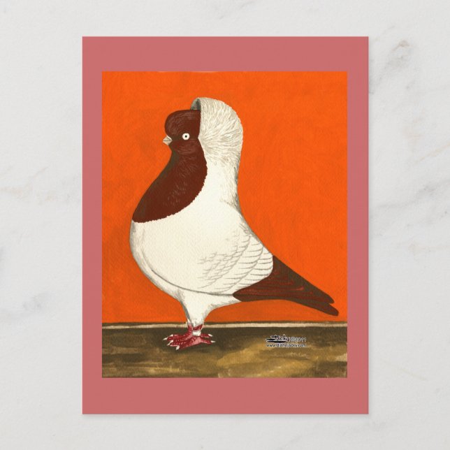 Cartão Postal Red Nun Pigeon (Frente)