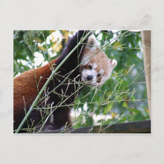 Cartão Postal Red Panda