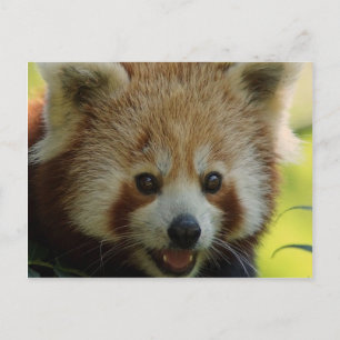Cartão Postal Red Panda