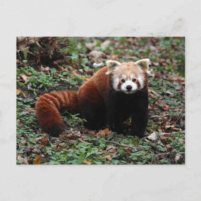 Cartão Postal Red Panda (Frente)