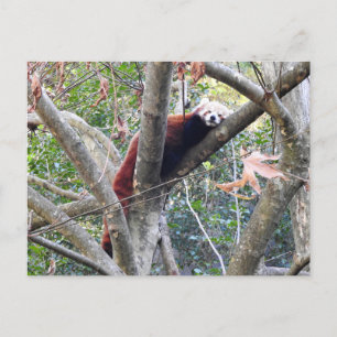 Cartão Postal Red Panda