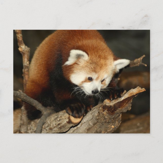 Cartão Postal Red Panda (Frente)