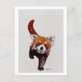 Cartão Postal Red Panda