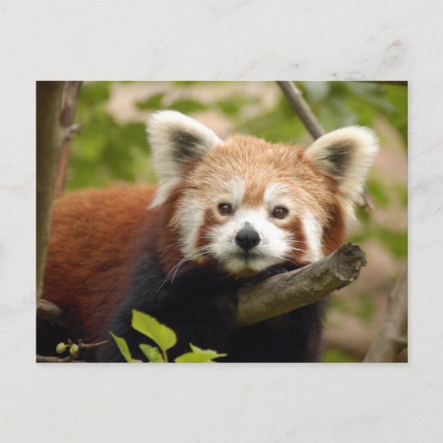 Cartão Postal Red-panda-007 (Frente)