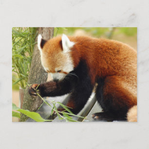 Cartão Postal Red-panda-029
