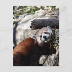 Cartão Postal Red Panda e Bamboo