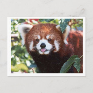 Cartão Postal Red Panda Rindo