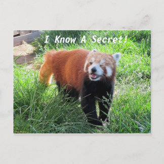 Cartão Postal Red Panda Secret