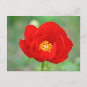 Cartão Postal Red Peony Flower