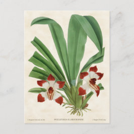 Cartão Postal Red Pescatorea Orchid Vintage Botânica