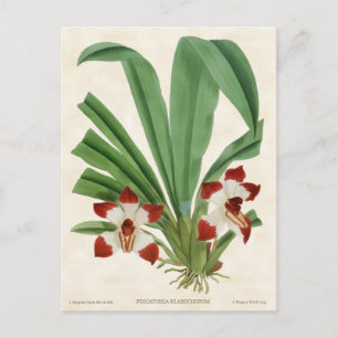 Cartão Postal Red Pescatorea Orchid Vintage Botânica