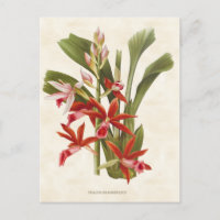 Red Phaius Orchid Vintage Botânica