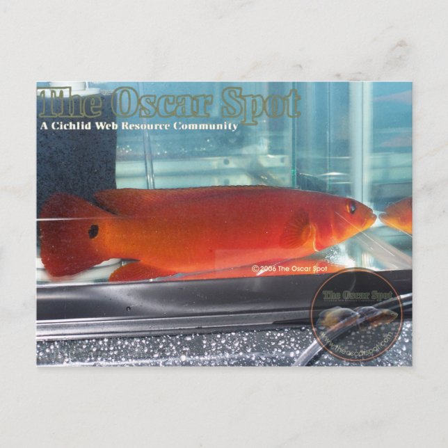 Cartão Postal Red Pike Cichlid (Frente)