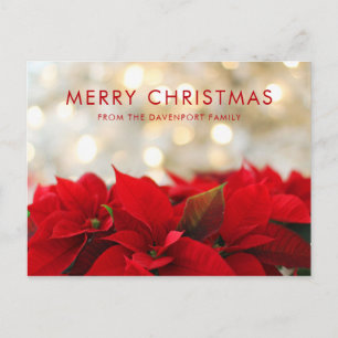 Cartão Postal Red Poinsettias com Ouro Bokeh Natal