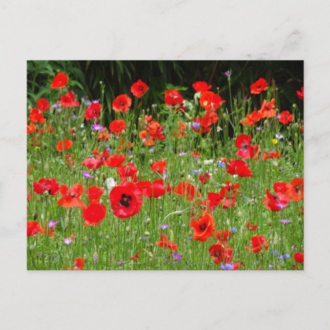 Cartão postal Red Poppies Field DIY (Frente)